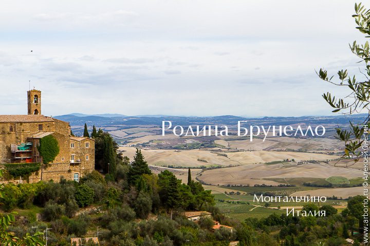 Родина Брунелло - Монтальчино, Италия фото